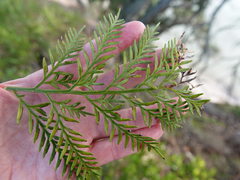 Asplenium haurakiense