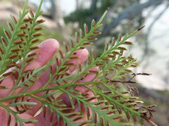 Asplenium haurakiense