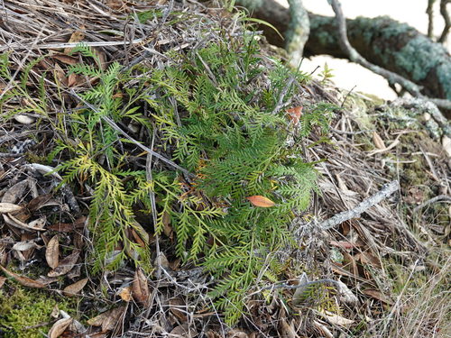 Image of Asplenium haurakiense by (c) Jacqui Geux, some rights reserved (CC BY)