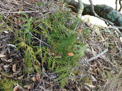 Asplenium haurakiense
