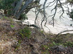 Asplenium haurakiense