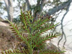 Asplenium haurakiense
