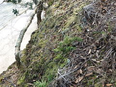 Asplenium haurakiense