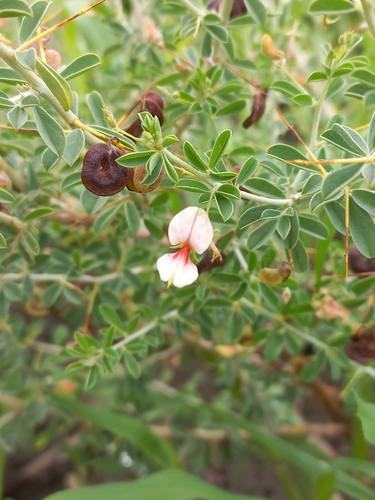 Image of Indigofera circinnata by (c) Brian du Preez, some rights reserved (CC BY-SA)