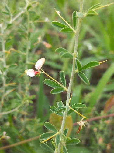 Image of Indigofera circinnata by (c) Brian du Preez, some rights reserved (CC BY-SA)