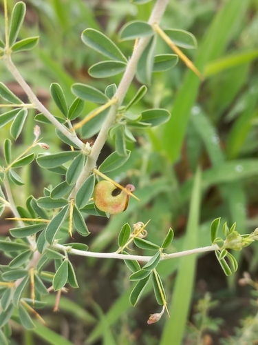 Image of Indigofera circinnata by (c) Brian du Preez, some rights reserved (CC BY-SA)