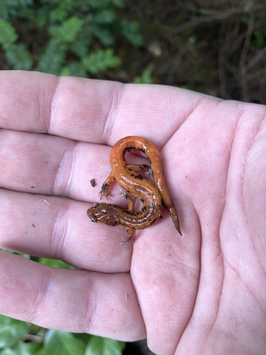 Western Red-backed Salamander, Oregon, US, photo 4 of 10