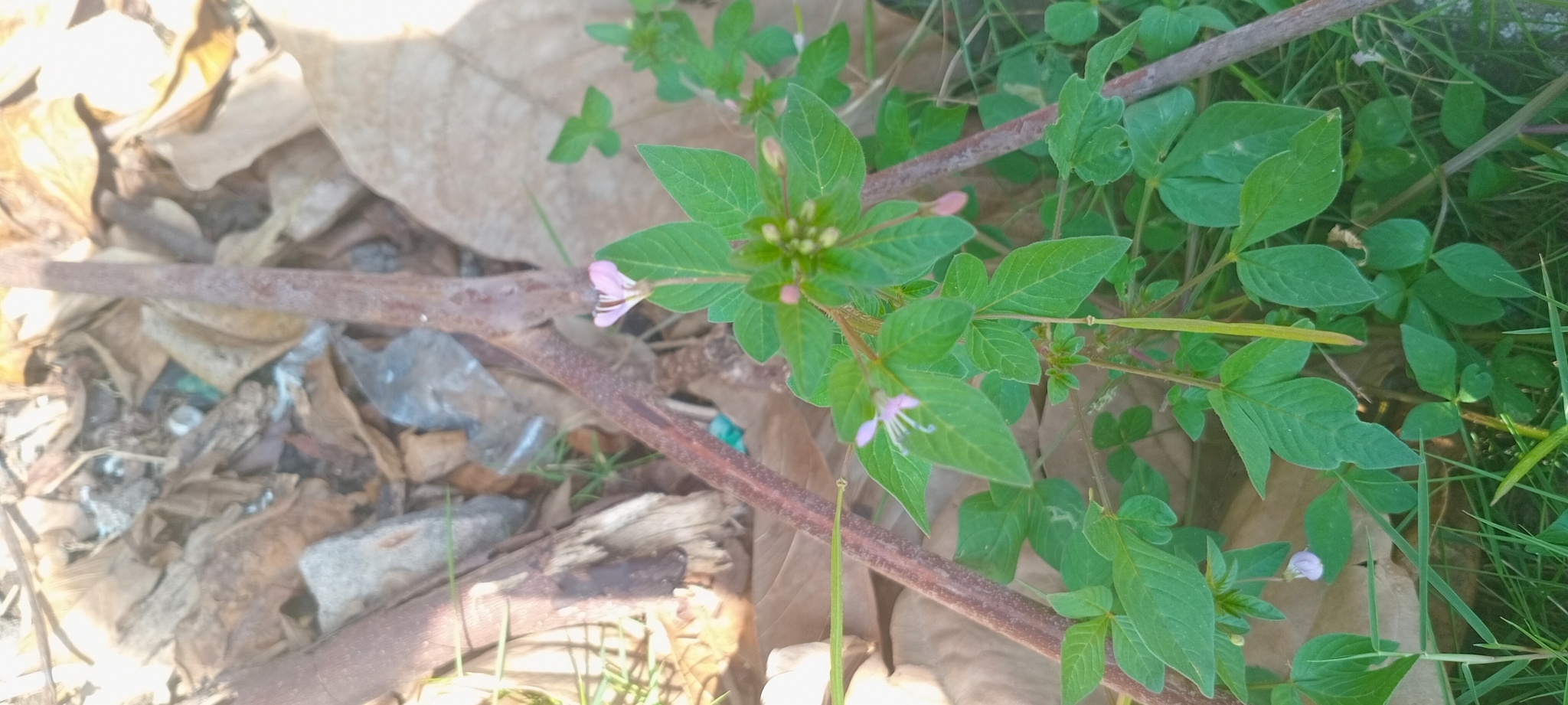 Imagem de Flor de Aranha