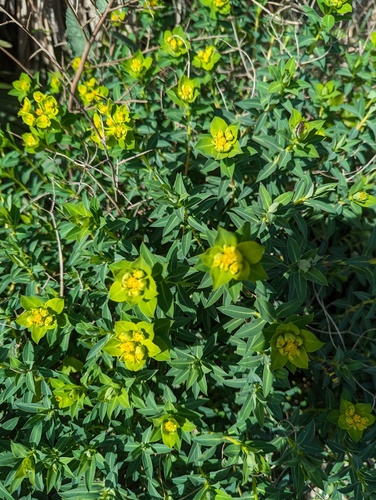 Euphorbia squamigera, photograph 1