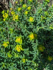 Euphorbia squamigera