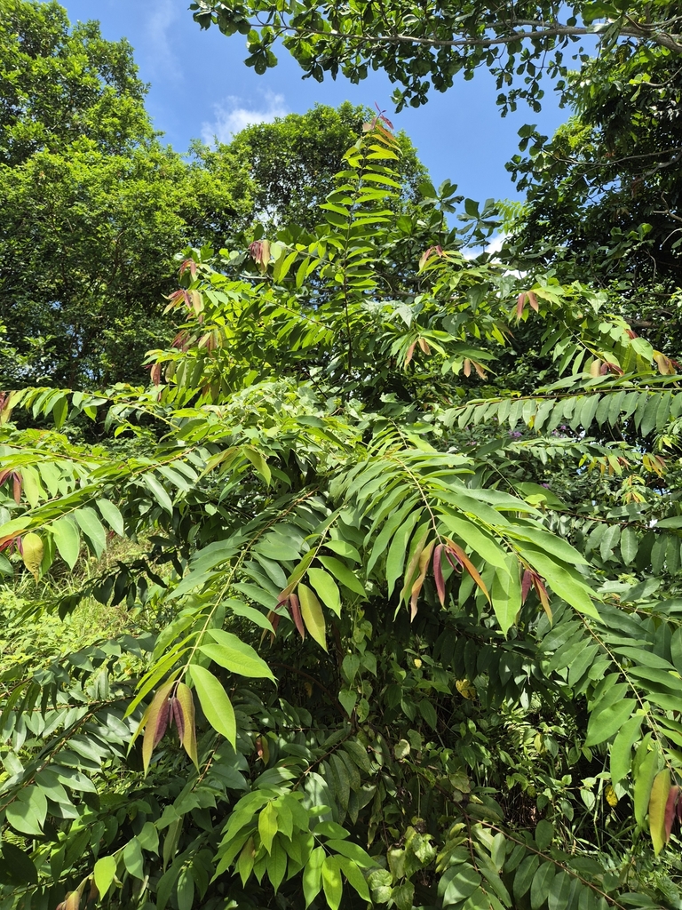 Foto de Figueira