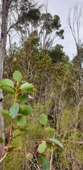Eucalyptus cladocalyx