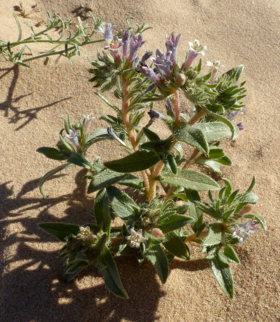 Callous-leaved Gromwell