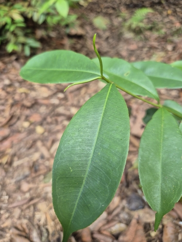 Foto de Batata-de-purga