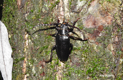 Prionus insularis