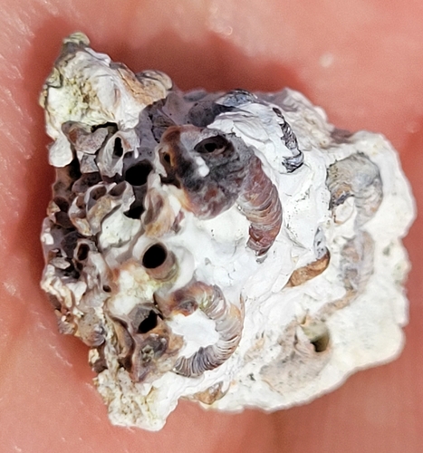 Dendropoma observed 2025-01-04