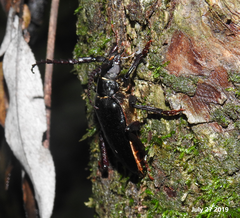 Prionus insularis