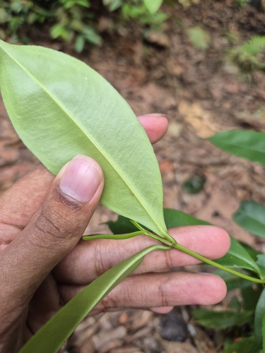 Foto de Batata-de-purga