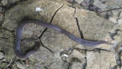 Oligodon cinereus