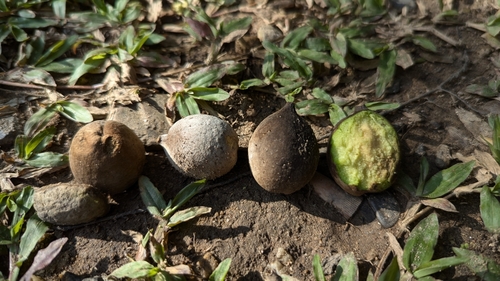 Terminalia bellirica