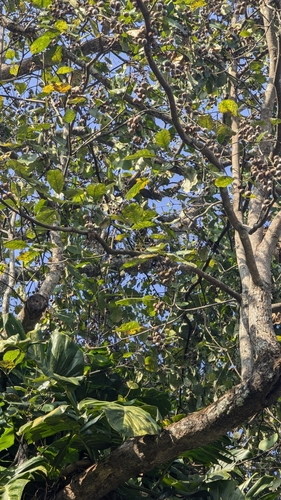 Foto de Barro-longo