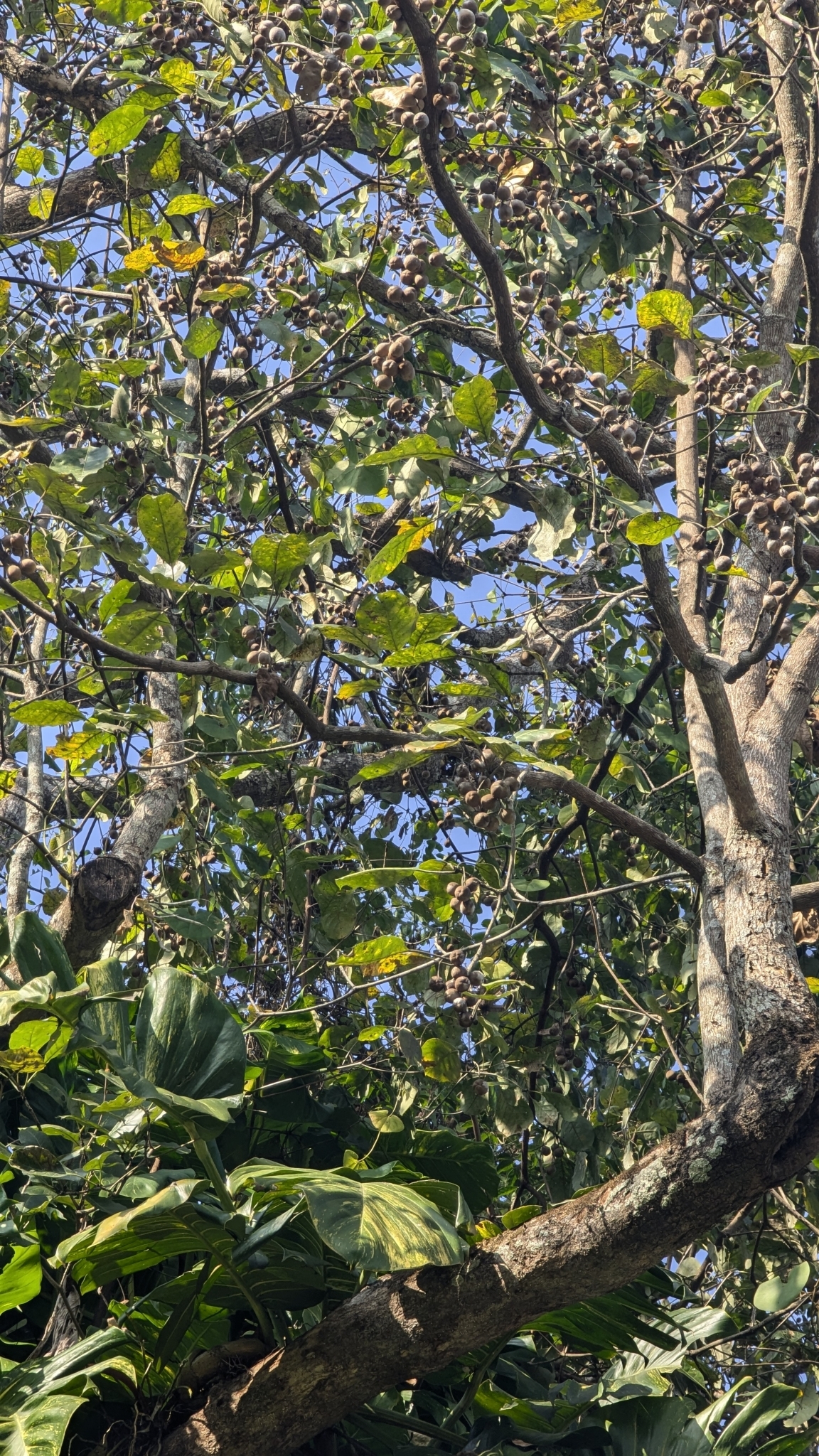 Imagem de Barro-longo