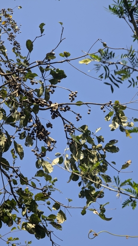 Foto de Barro-longo
