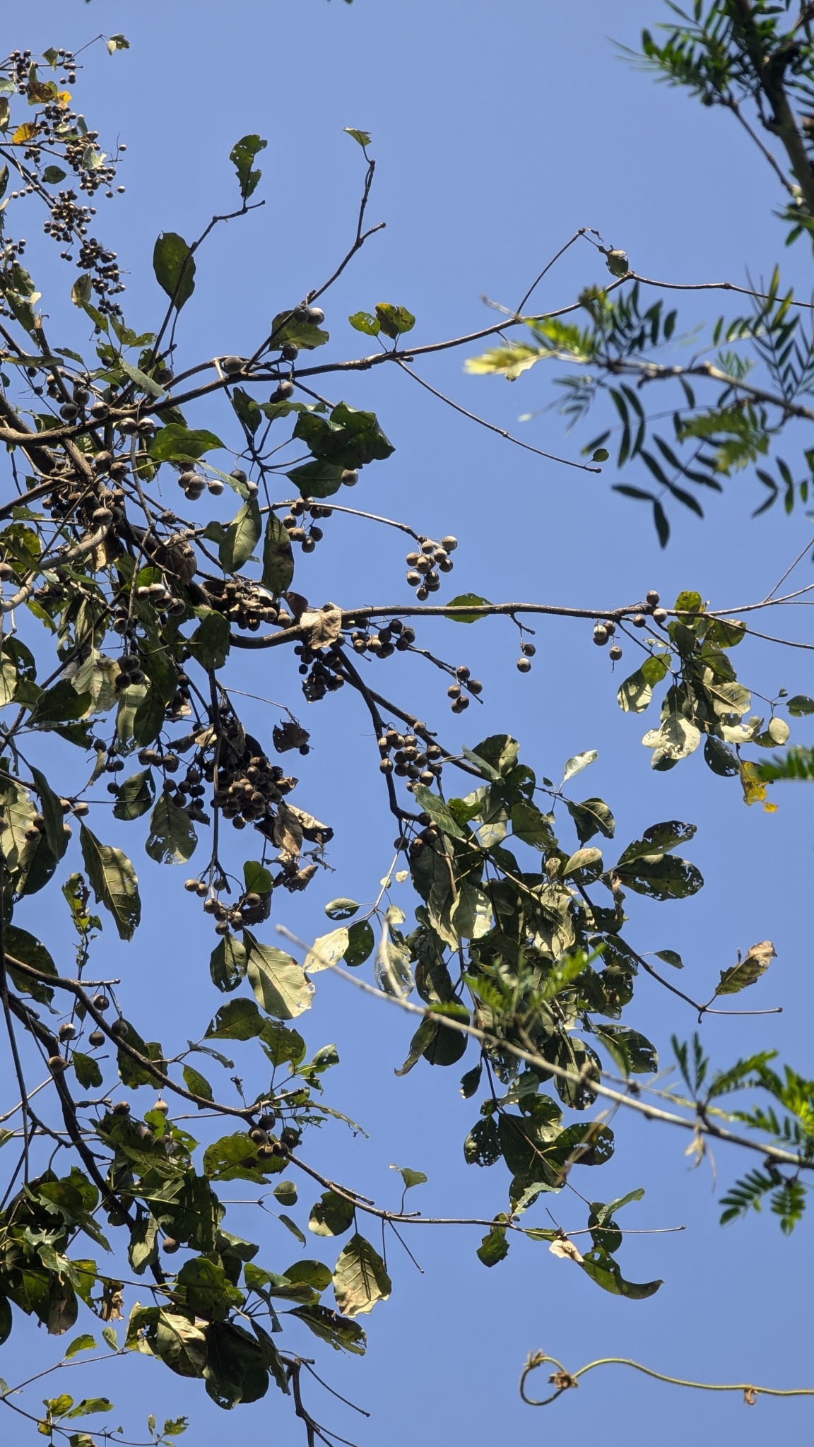 Imagem de Barro-longo