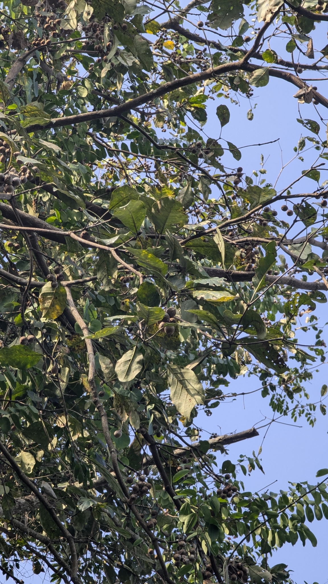 Imagem de Barro-longo
