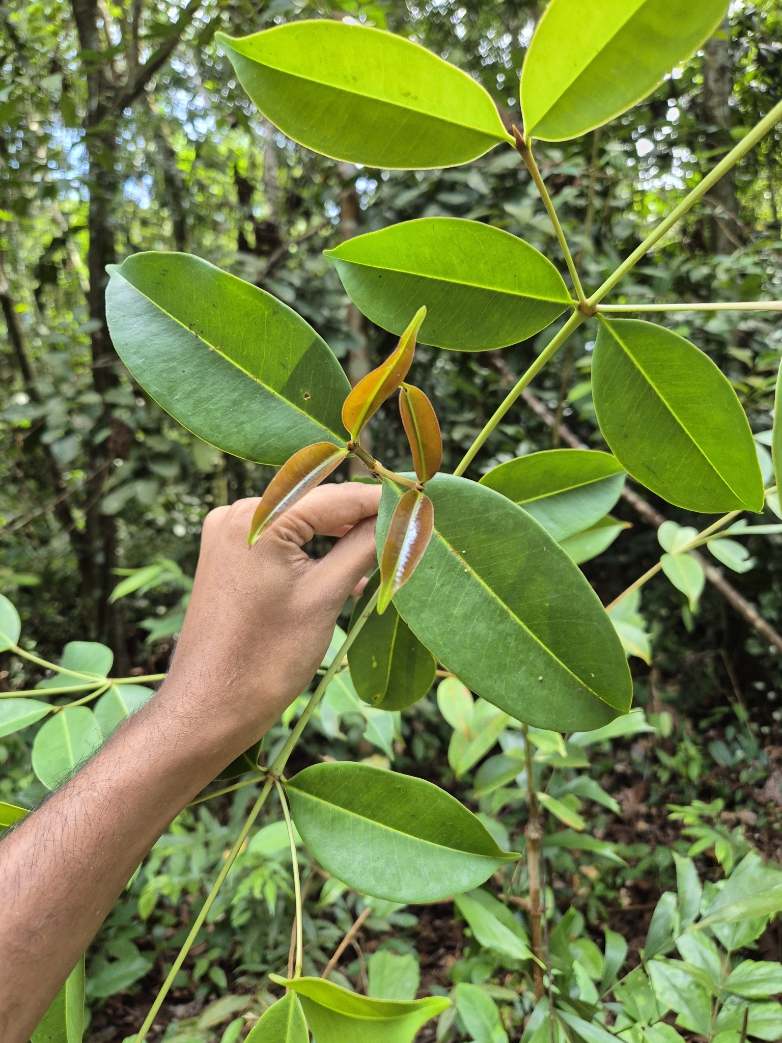 Imagem de Batata-de-purga