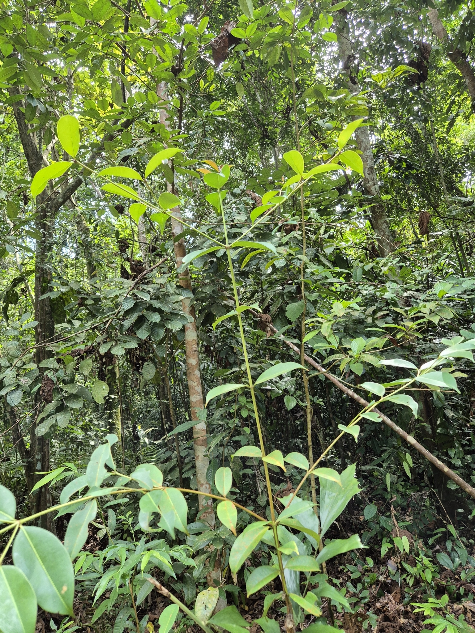 Imagem de Batata-de-purga