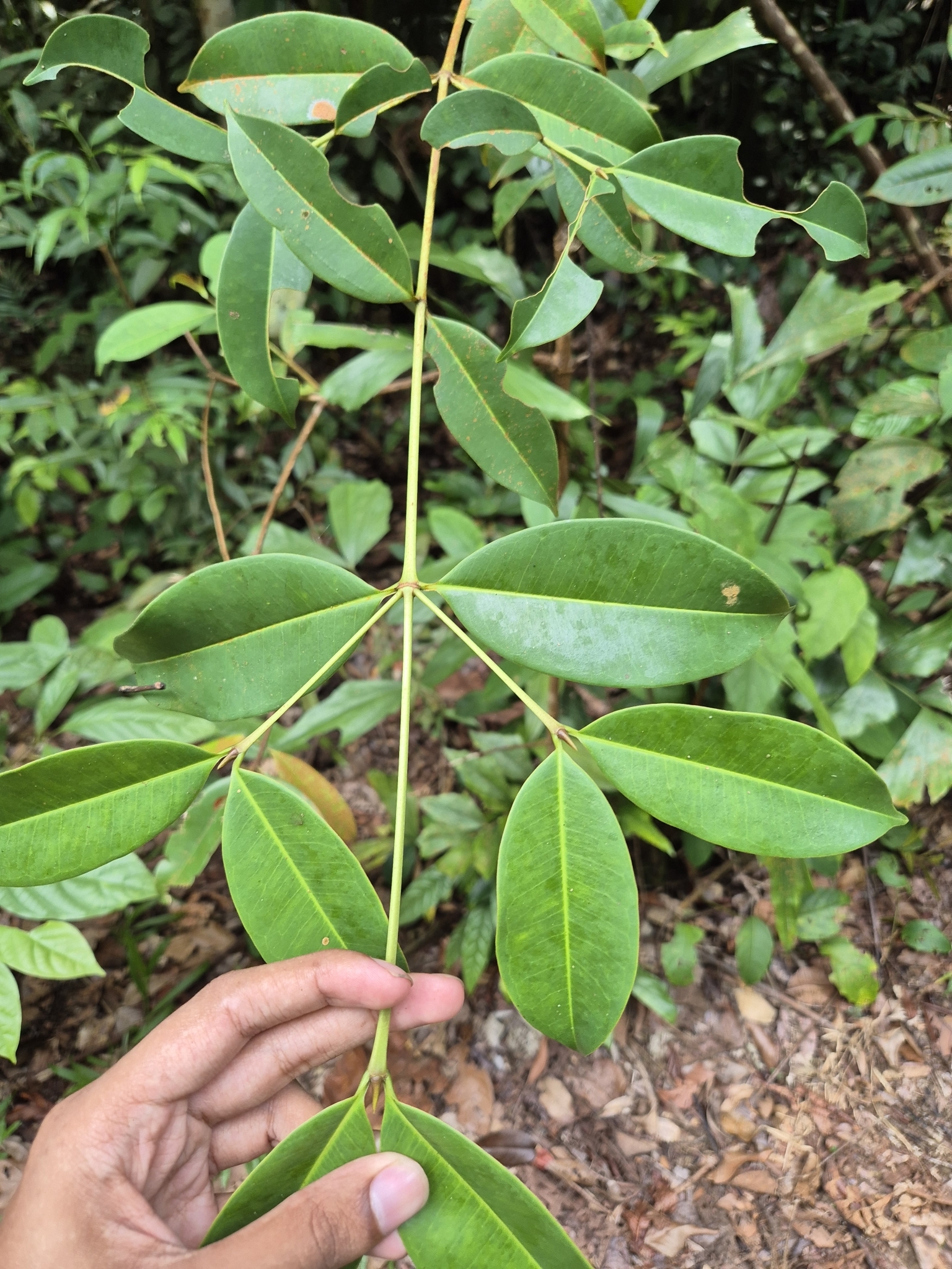 Imagem de Batata-de-purga