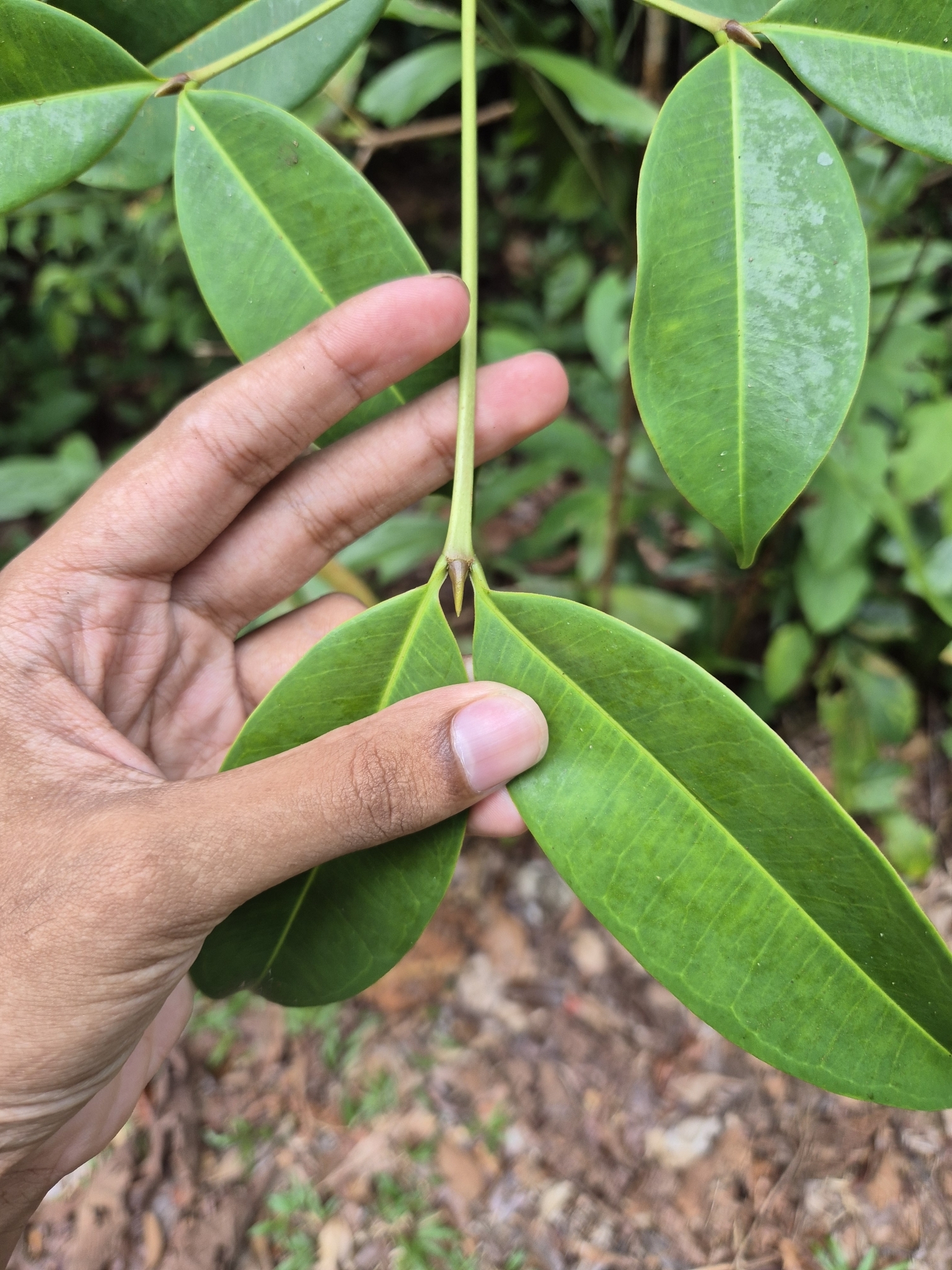Imagem de Batata-de-purga
