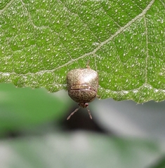 Megacopta cribraria