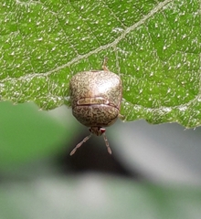 Megacopta cribraria