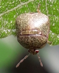 Megacopta cribraria