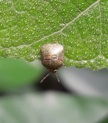 Megacopta cribraria