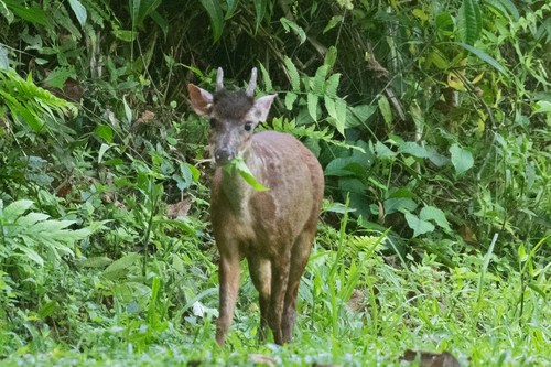 Central American Red Brocket