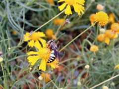 Bicyrtes insidiatrix