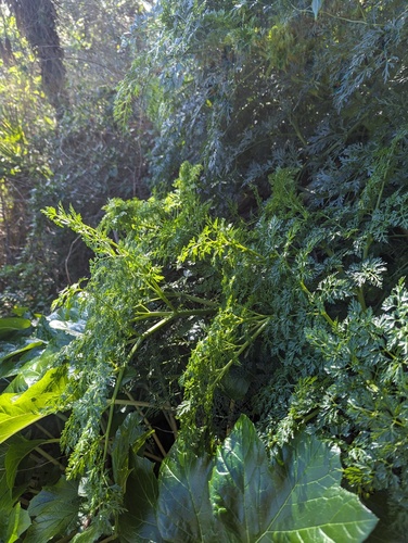 Ferula tingitana, photograph 5