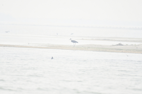 Asian Woolly-necked Stork