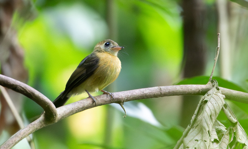 Sulphur-rumped Flycatcher
