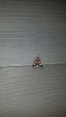 Drasteria pallescens