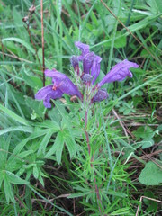 Dracocephalum austriacum
