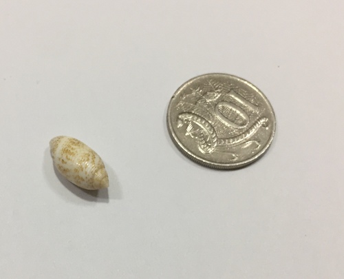Pupa tessellata observed 2019-07-25
