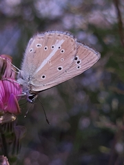 Polyommatus ripartii