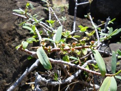 Euphorbia celastroides