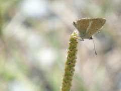 Polyommatus ripartii