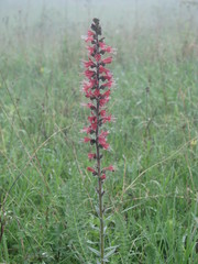 Pontechium maculatum