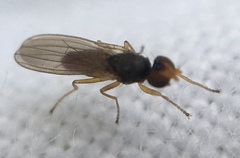 Anthomyzidae